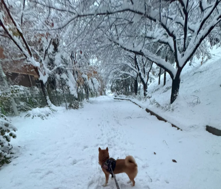 Hodu the Shiba Inu walking together on a snowy winter path