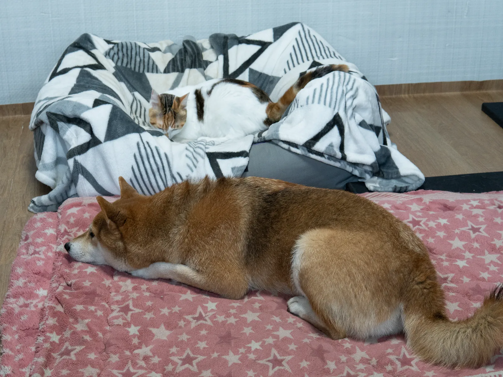 호두의 침대에 누운 후쿠와 앞쪽 다른 자리에 누워 있는 호두