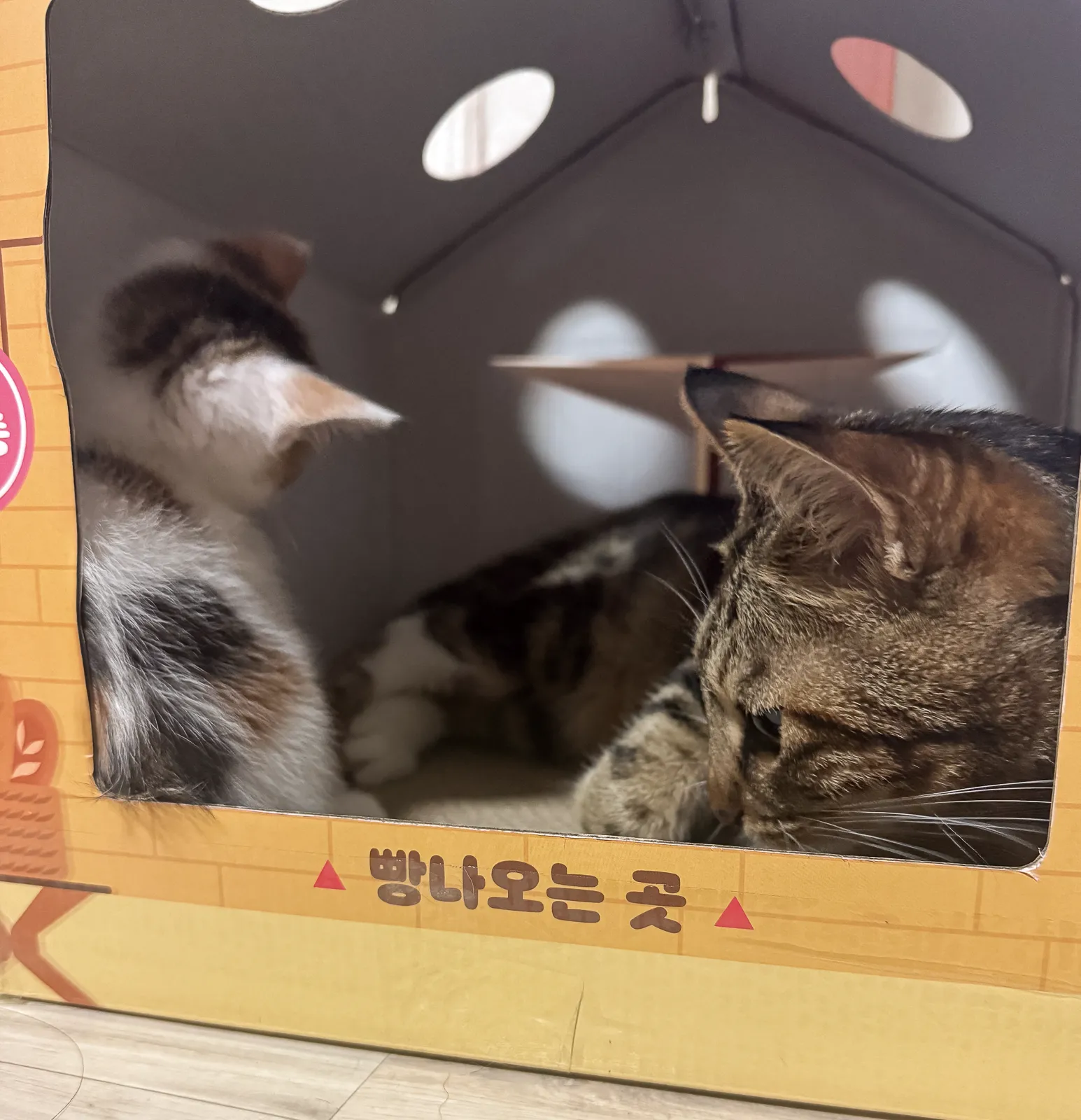 작은 숨숨집 안에 함께 들어가 있는 칸트와 후쿠