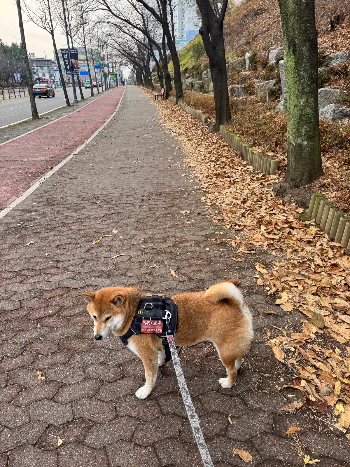 도시 보행로에서 산책 중인 시바견 호두