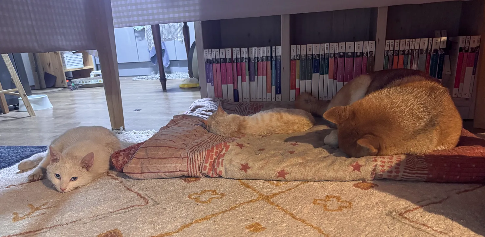 책장 앞 바닥에서 각자의 자리에 누워 쉬는 화이티, 노랭이, 호두
