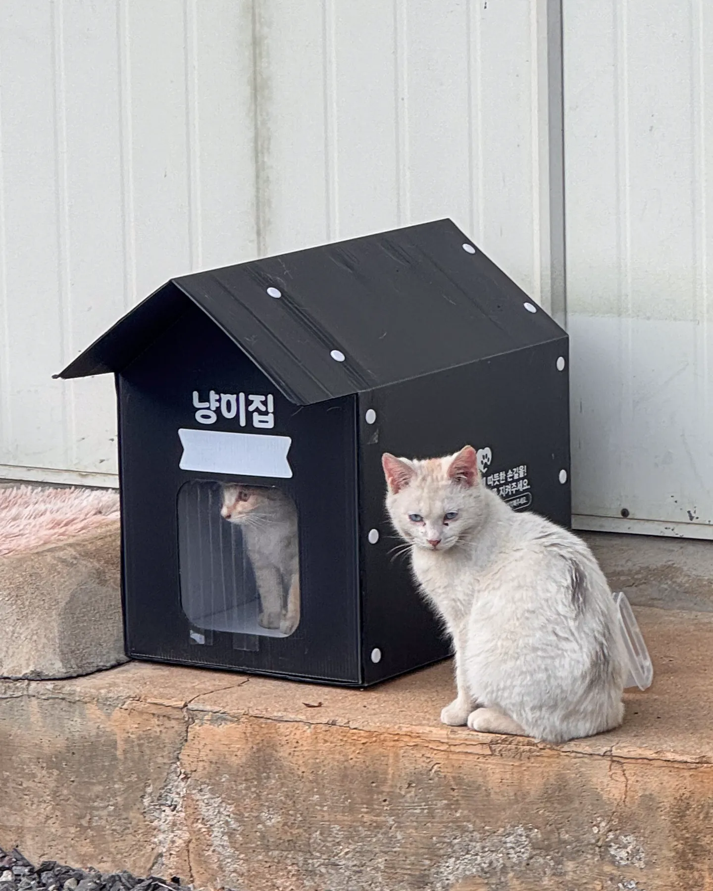검은색 야외 겨울집 안에 있는 노랭이와 집 밖에 앉아 있는 화이티